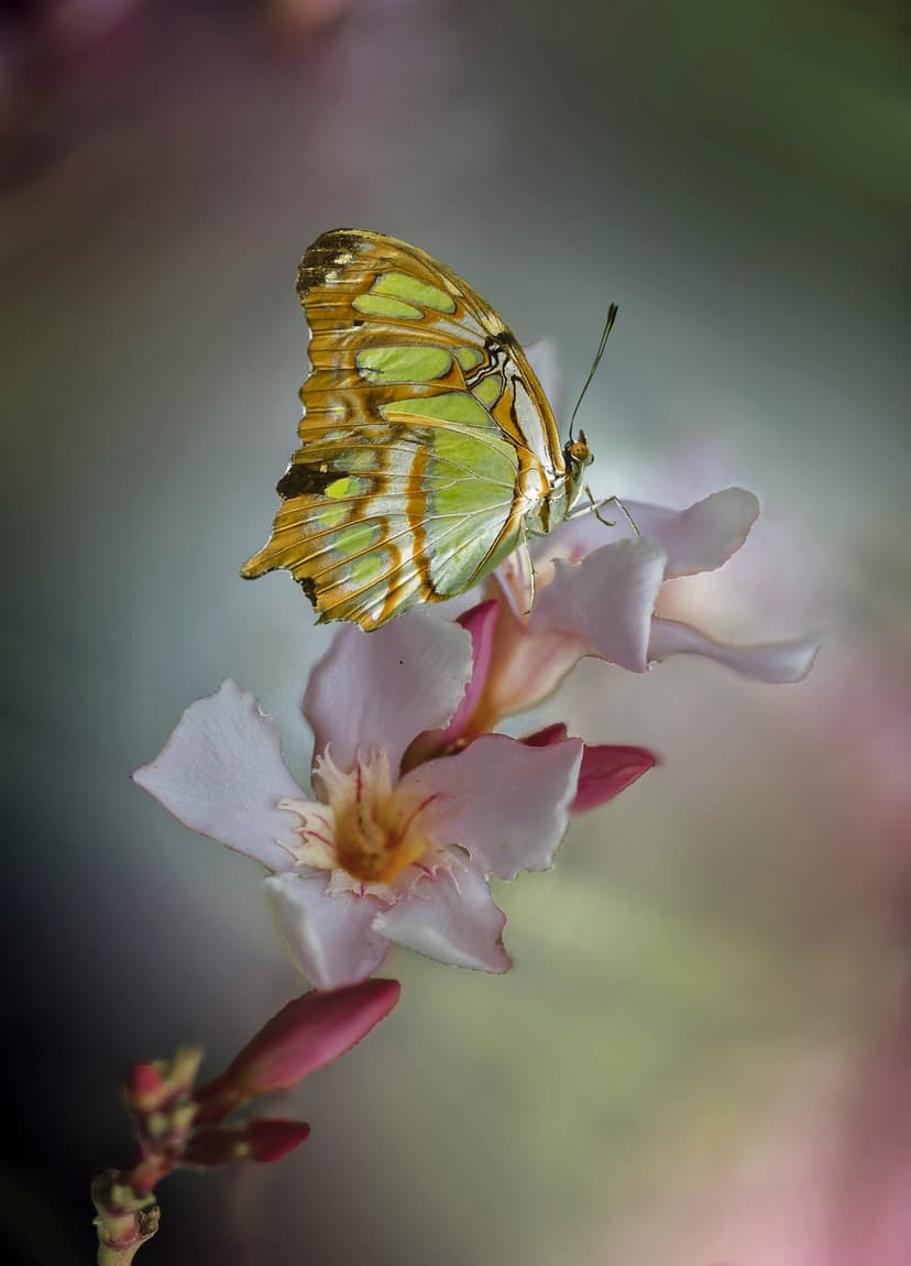Malachite butterfly with green and orange wings perched on soft pink flowers in a blurred garden setting.