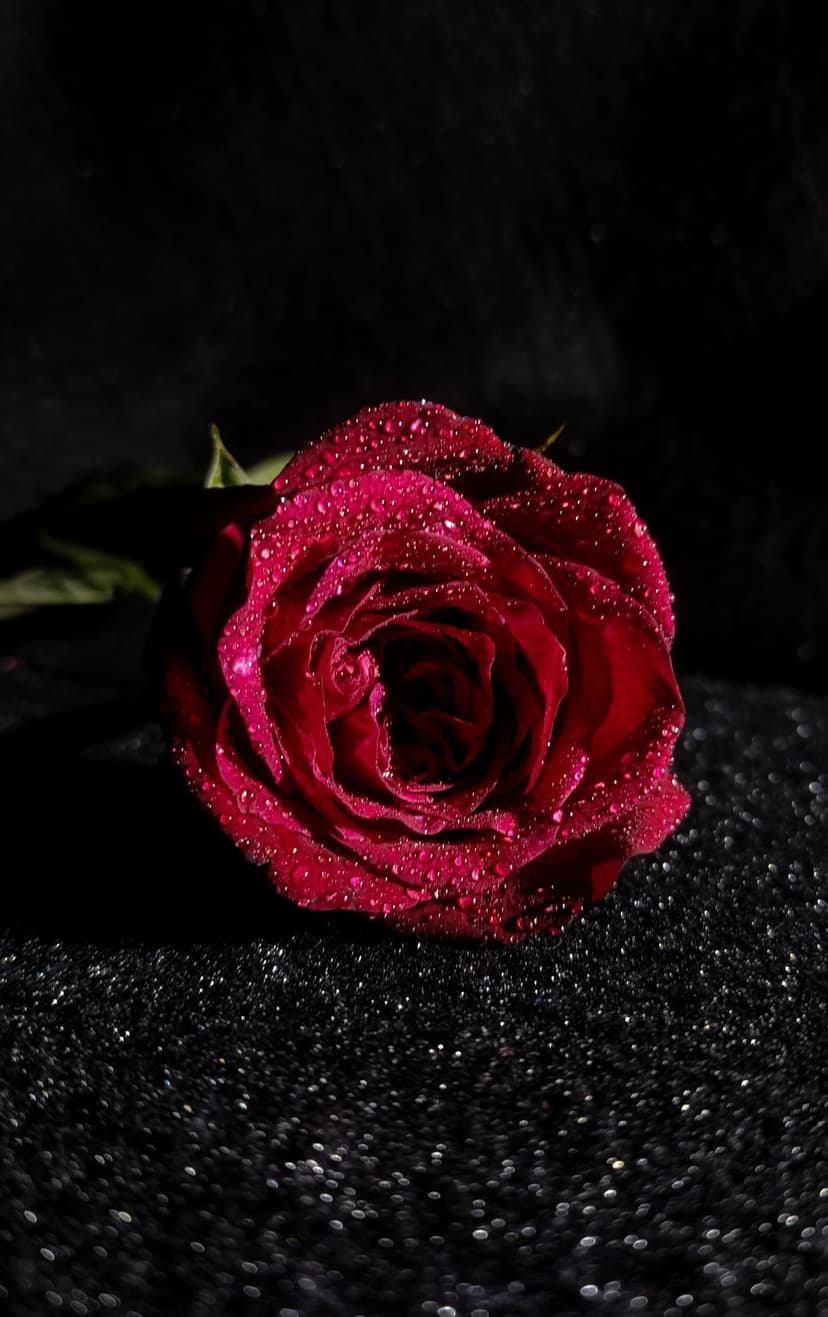 Red rose with water droplets on velvet petals stands out against a blurred black glitter background.