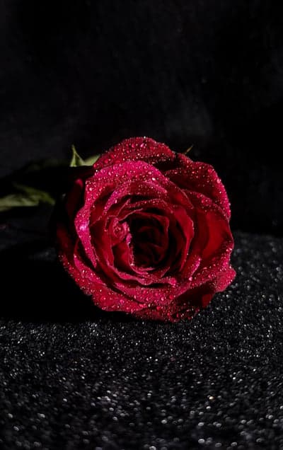 Dewy Red Rose on Black Glitter Background