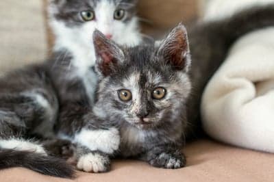 Adorable Tortoiseshell Kitten with Friend in Soft Focus