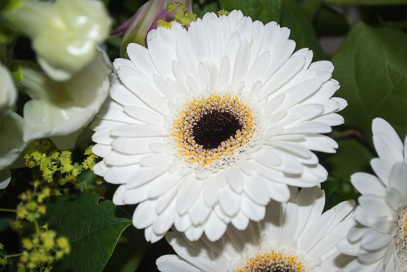 White Gerbera daisy with a dark center and soft petals surrounded by blurred green leaves and white flowers.