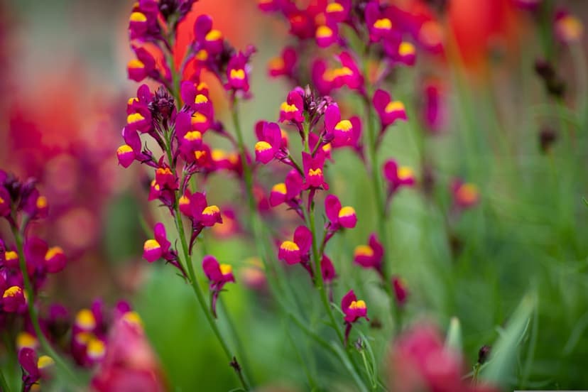 Magenta linaria flowers with yellow centers grow on green stems against a soft red and green bokeh background.