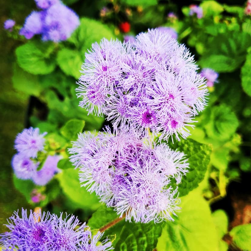 Purple ageratum flowers with fuzzy petals and fine textures grow alongside green leaves in a sunny garden setting.