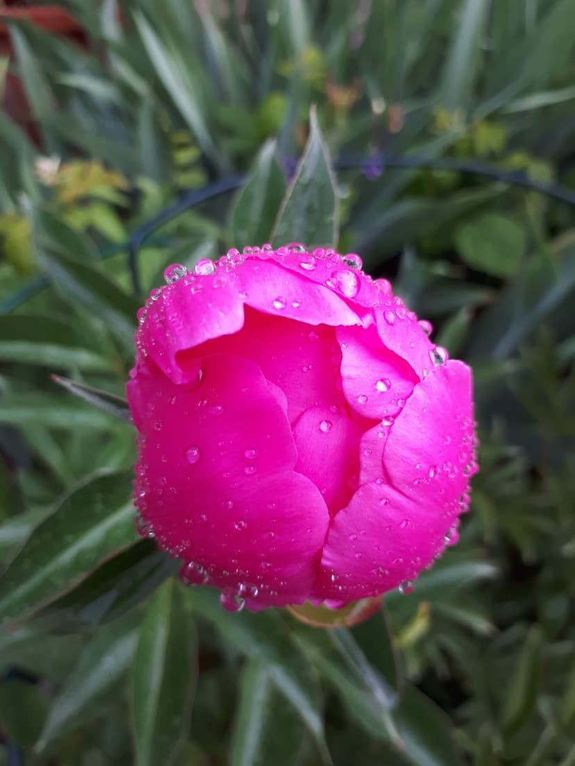 Pink peony bud covered in small water droplets against a soft green blurred foliage background in a close-up shot.