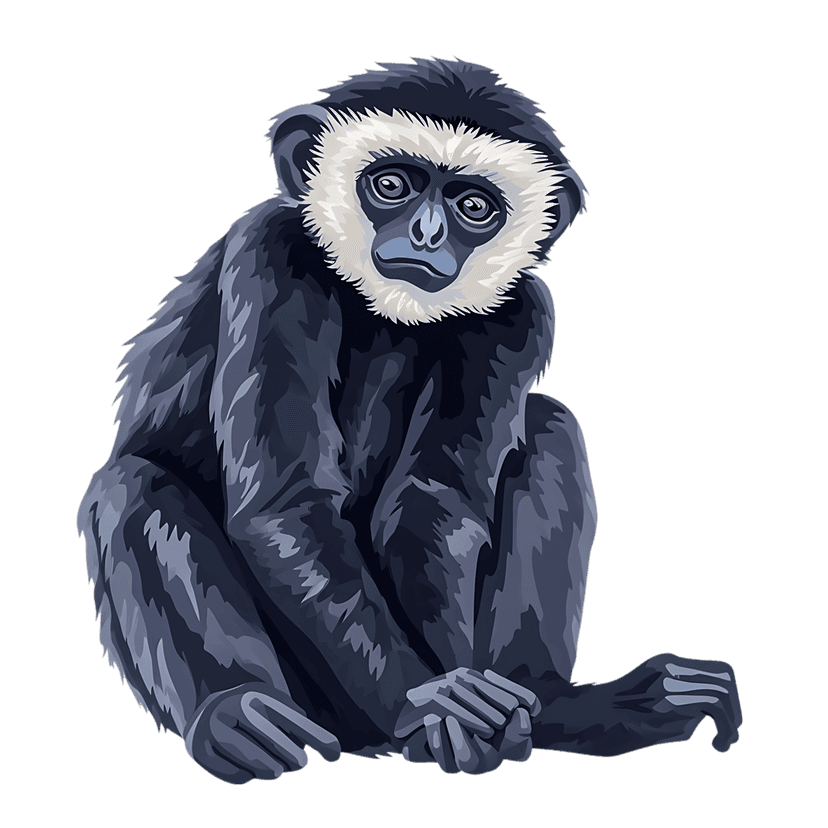 Gibbon primate sitting frontal view showing textured black fur and white facial fur on a dark background.