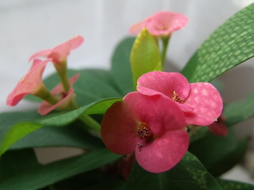 Pink Crown of Thorns flowers with yellow centers and green leaves shown in a sharp, detailed macro photograph.