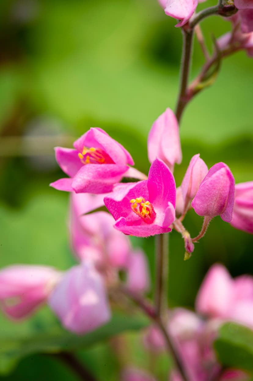 Pink Mexican Creeper blossoms with yellow stamens focus against a blurry green garden background in macro detail.
