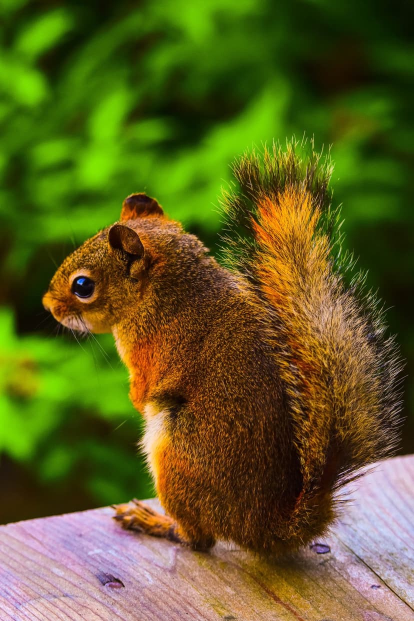 Red squirrel with bushy tail crouches on a wooden surface against a blurred green forest background in soft light.