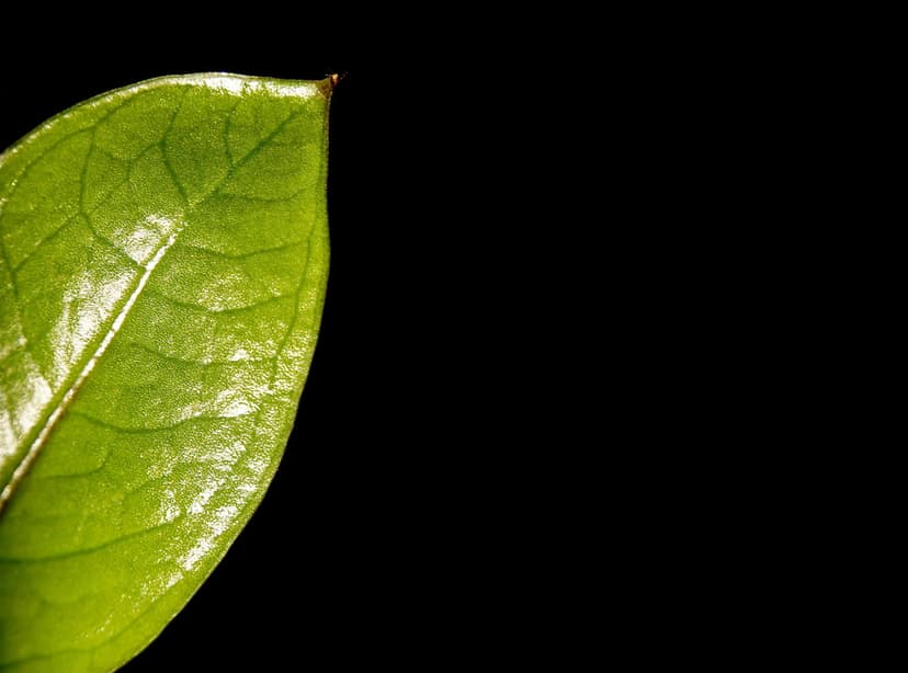 Glossy green leaf with detailed vein patterns centered against a solid black background in a vertical close-up.
