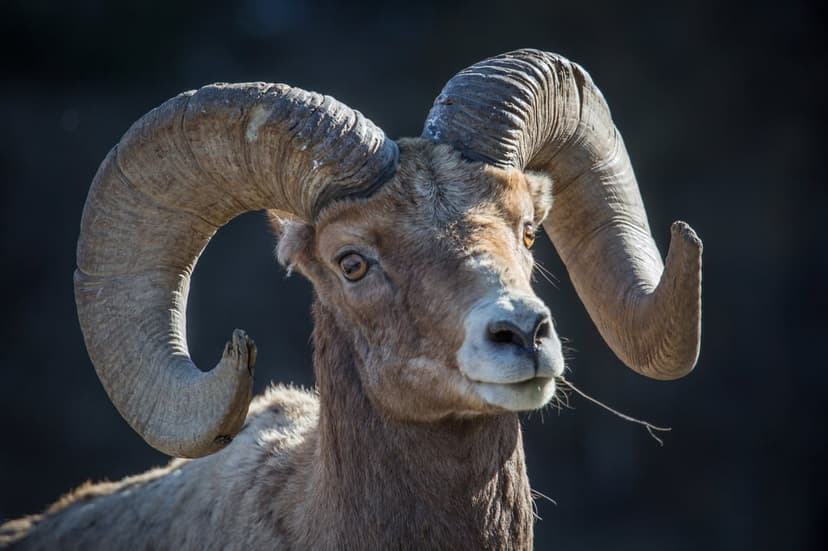 Bighorn sheep ram with thick curved horns and textured tan fur gazes forward against a dark blurred background.