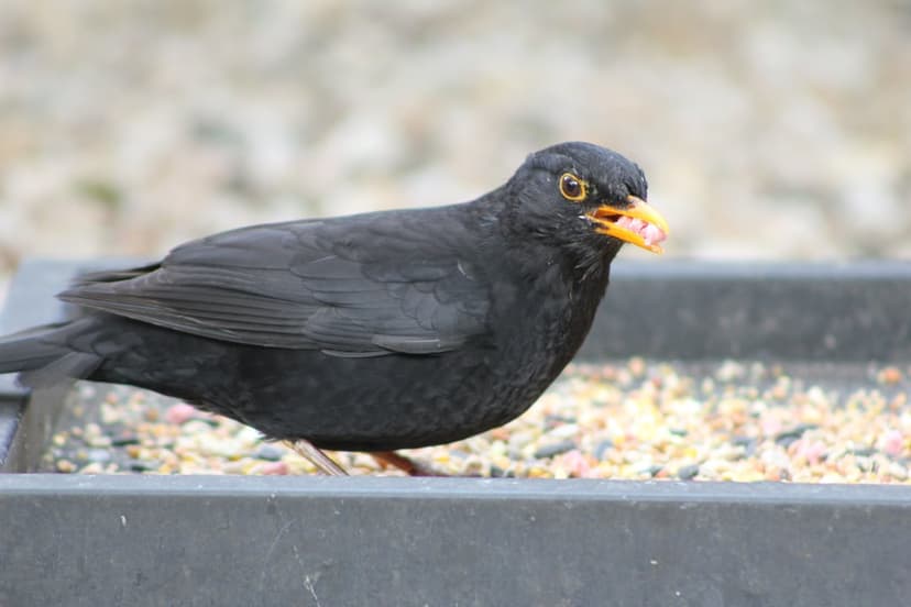 Blackbird with a bright orange beak perches on a gray feeder filled with mixed birdseed in soft lighting.