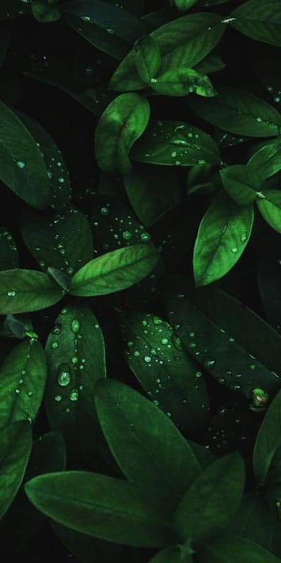 Emerald Embrace - Rain-Kissed Foliage
