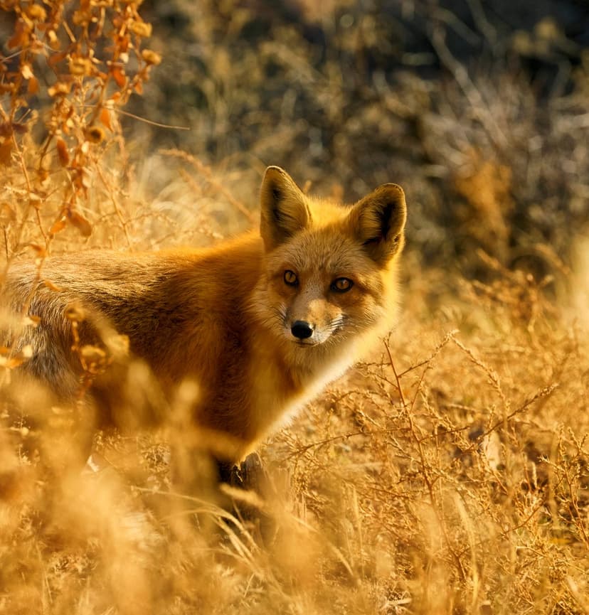 Red fox with alert eyes standing in tall dry grass during a warm golden hour sunset with soft bokeh background.