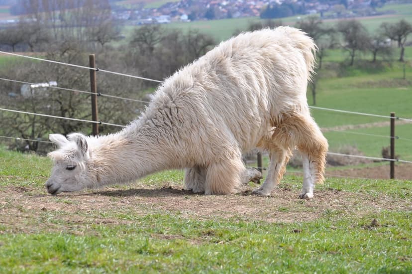 Fluffy white alpaca with thick wool grazes on a green hillside with a wire fence and distant village in view.