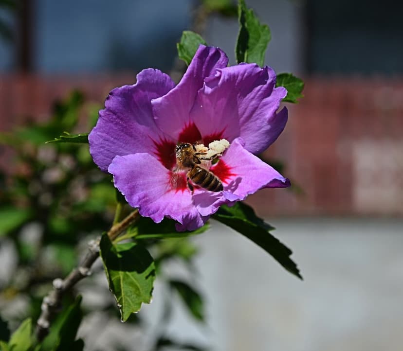 Honey bee with a striped body gathers nectar from the center of a purple hibiscus bloom with white pollen grains.