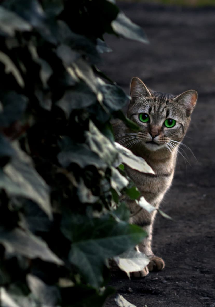 Tabby cat with green eyes peeks through dense garden foliage in a sharp, high-detail vertical portrait.