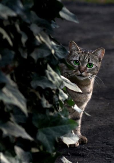 Green-Eyed Tabby Cat Peeking Behind Leaves Phone Wallpaper