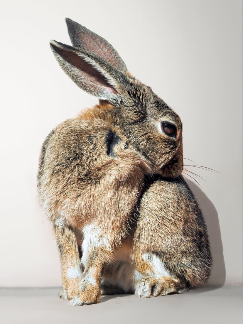 Brown fluffy rabbit lifts a front paw while grooming its face against a clean, neutral studio background.