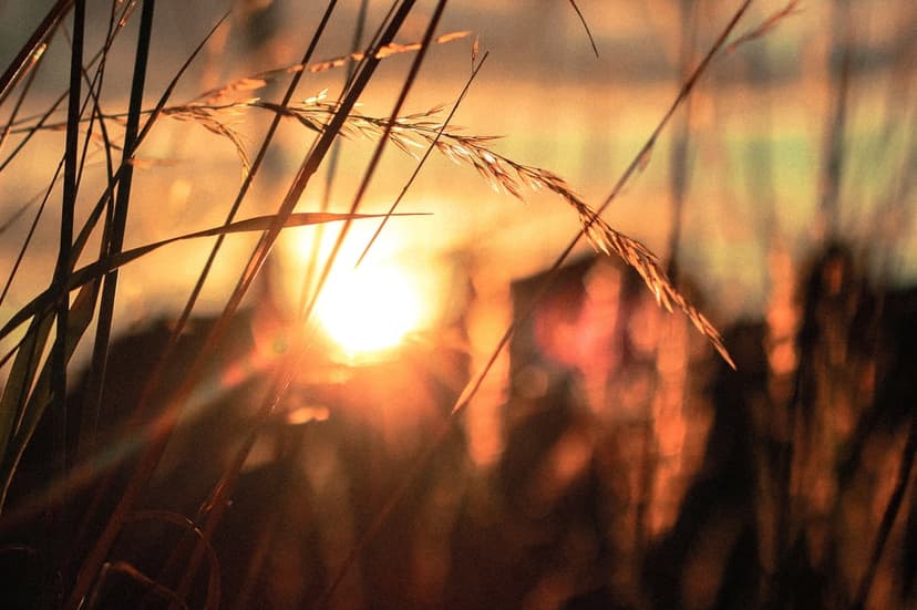 Tall grass blades silhouetted against a glowing golden sunset with soft lens flares and a blurred horizon.