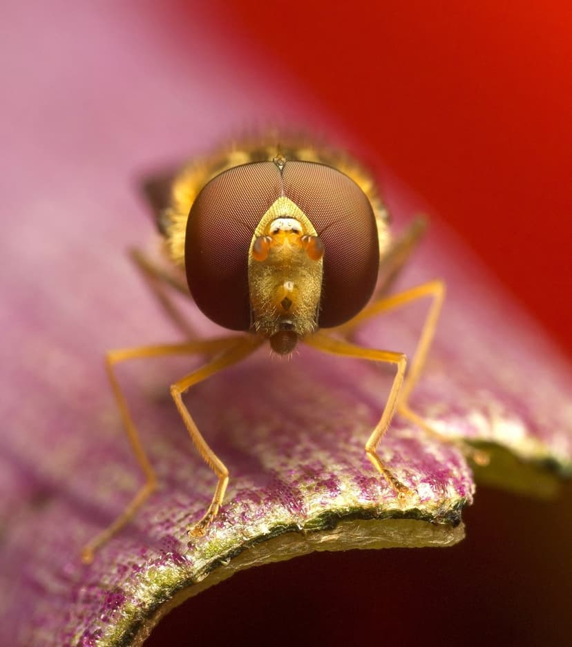 Hoverfly face with large compound eyes on a pink petal against a blurry red background in extreme macro detail.