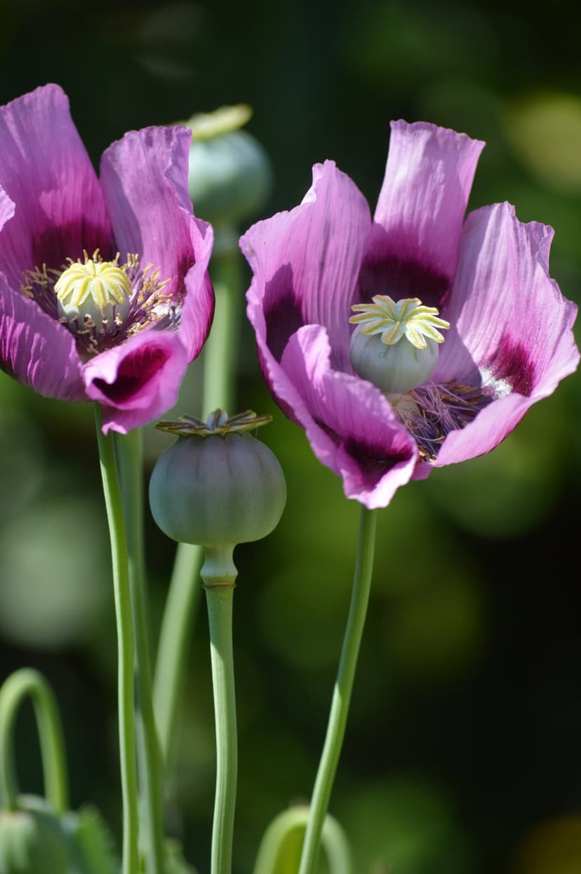 Purple poppy flowers with dark centers bloom alongside green seed pods against a soft bokeh garden background.