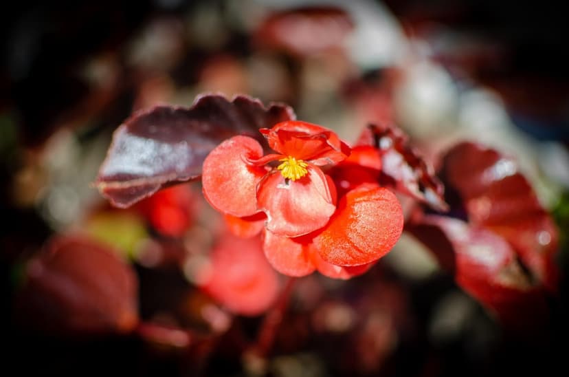 Red begonia flower with yellow stamen centers surrounded by deep burgundy leaves in a macro portrait shot.