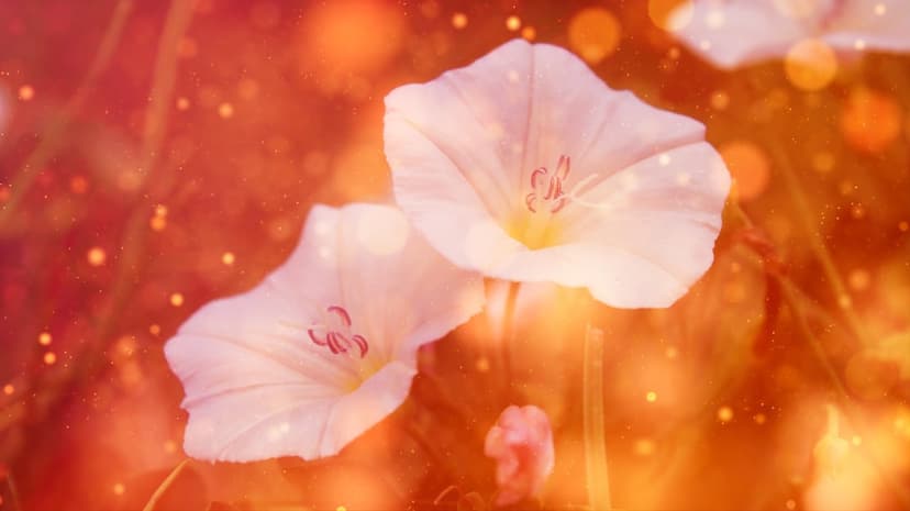 Two white bindweed flowers with delicate petals against a warm orange bokeh background with golden sun flares.