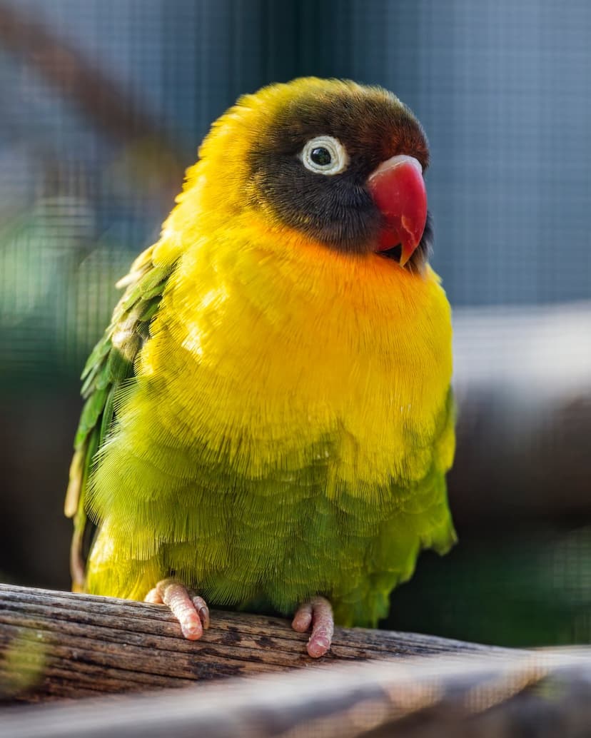 Yellow-collared lovebird with a red beak and black mask perches on wood against a soft green background.