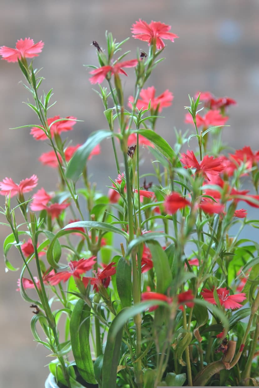 Pink dianthus flowers with serrated petals bloom against a soft green background in a vertical macro shot.