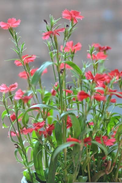 Vibrant pink dianthus flowers blooming in a garden