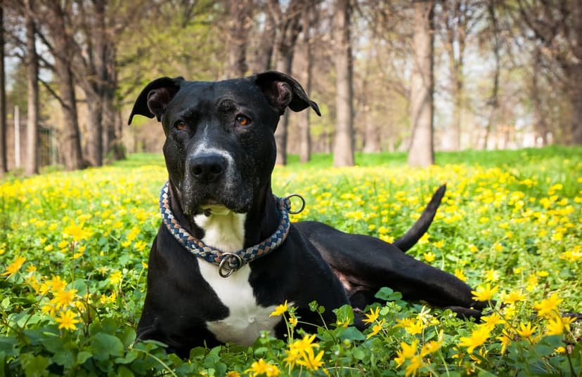 Black and white pitbull mix lying in a field of yellow wildflowers with soft-focus green trees in the background.