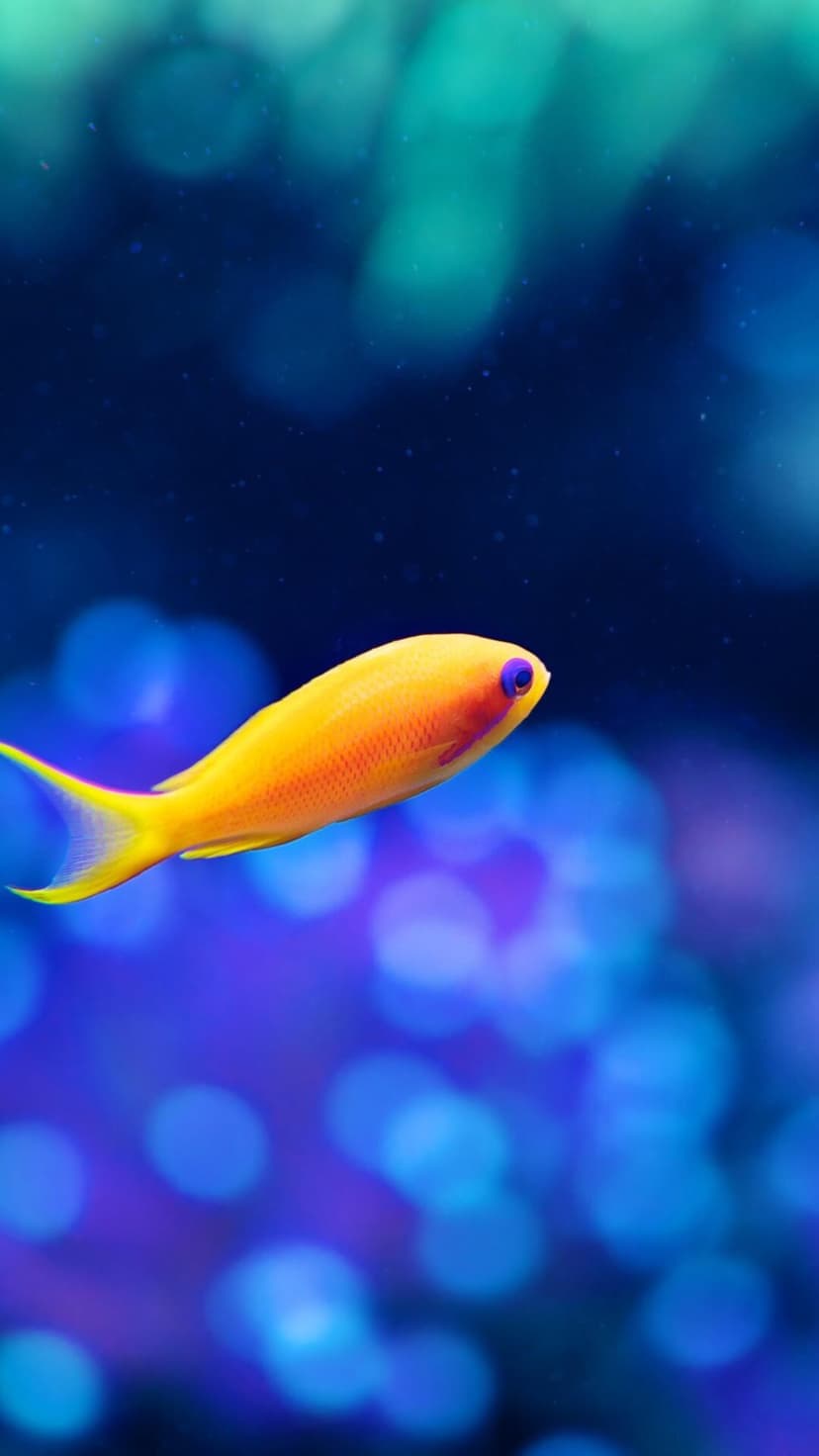 Orange fairy basslet fish with a purple eye swimming in dark blue water with soft blurred light circles.