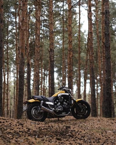 Yellow motorcycle parked in a pine forest