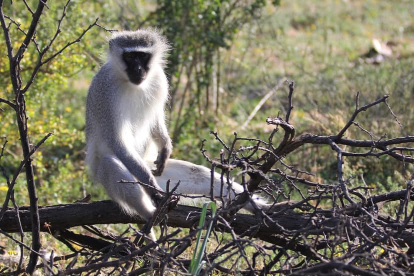 Vervet monkey with gray fur and a black face sits on a weathered branch among dry African savanna brush.