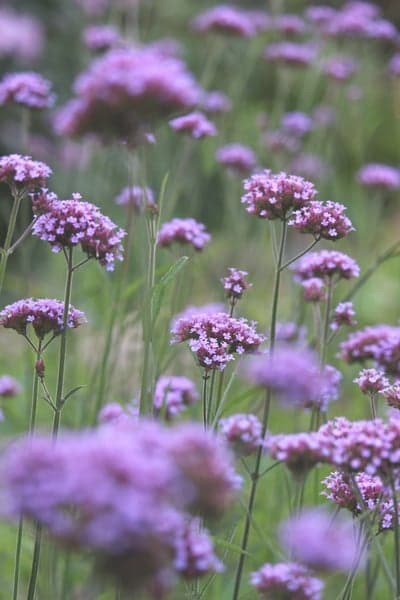 Field of blooming purple Verbena bonariensis flowers