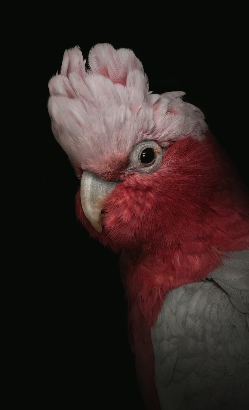 Galah cockatoo with a pink crest and grey beak looks forward against a solid black background in sharp detail.