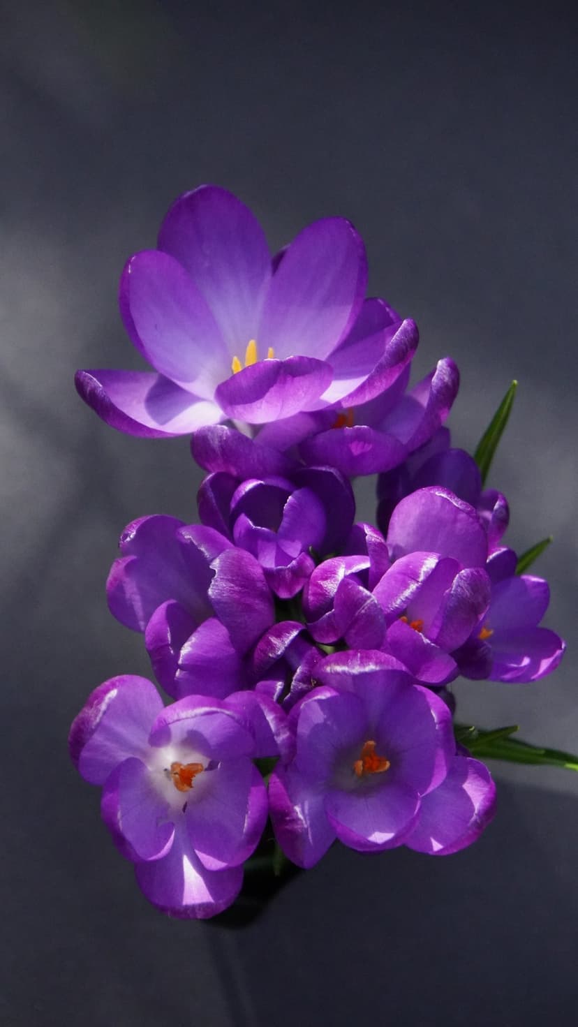 Purple crocus flowers with vivid yellow centers and thin petals arranged in a cluster against a dark background.