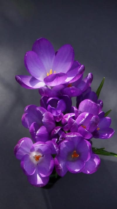 Deep Violet Crocus Petals Floral Tablet Wallpaper