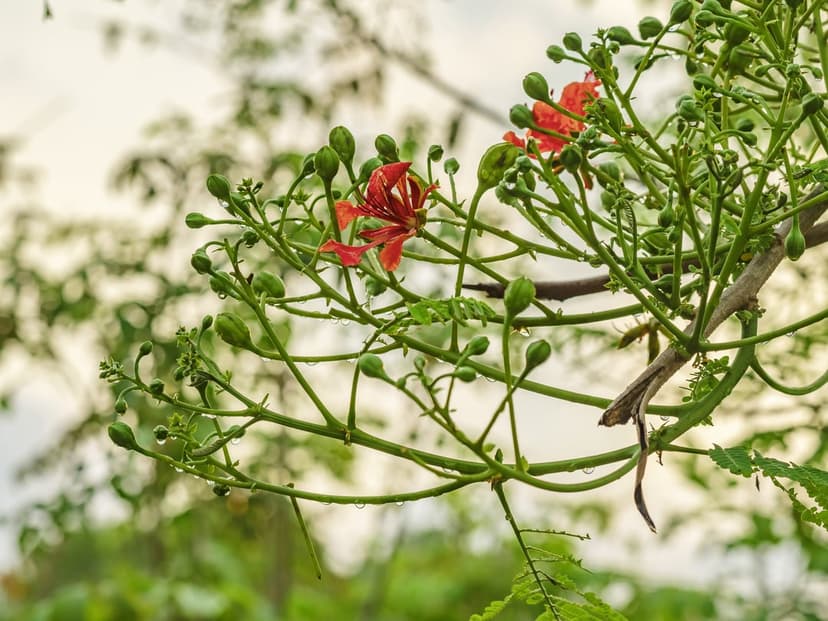 Crimson flowers and green buds covered in water droplets stand against a soft, sunlit forest background.