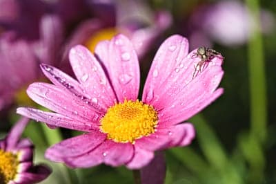 Raindrops on Pink Flower and Spider Portrait Wallpaper