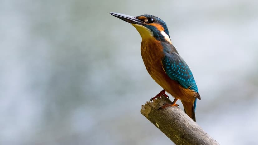 Common kingfisher with bright blue feathers and orange chest perches on a twig over blurred blue and green water.