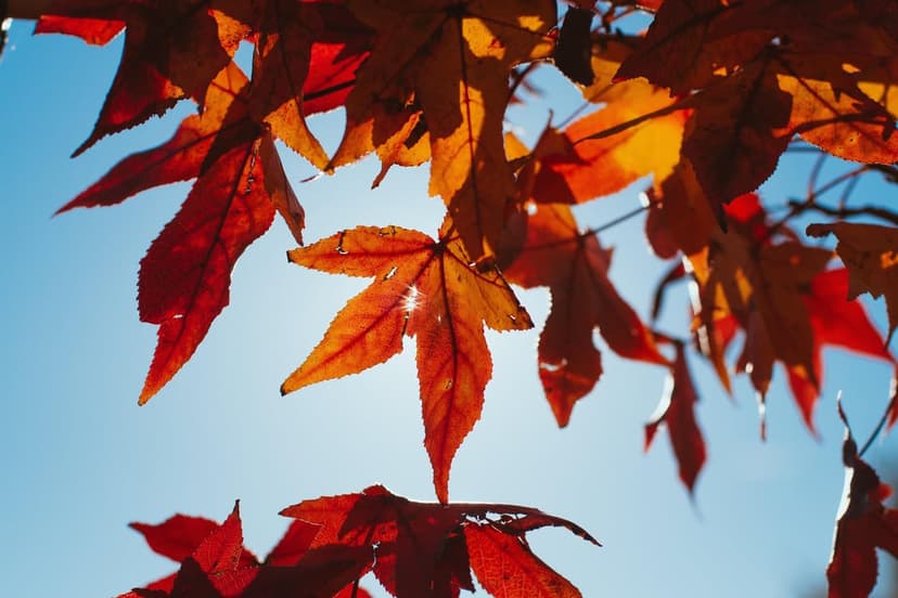 Red maple leaves with star-shaped edges are backlit by bright sunlight against a vivid blue sky in close-up.