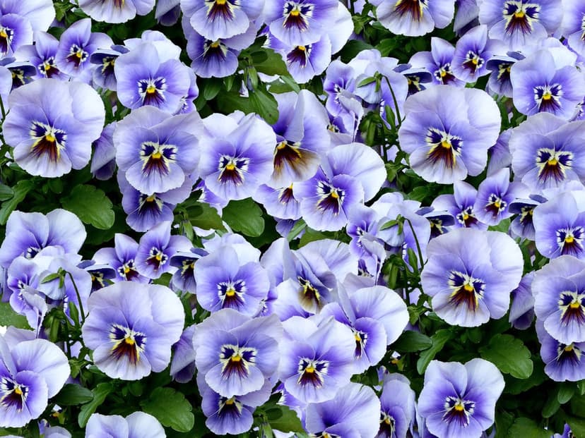 Lavender pansies with dark violet markings and yellow centers overlap in a dense macro floral arrangement.