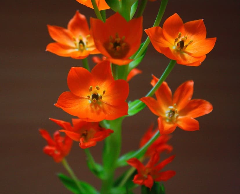 Orange star-shaped flowers with dark centers bloom on slender green stems against a blurred brown background.