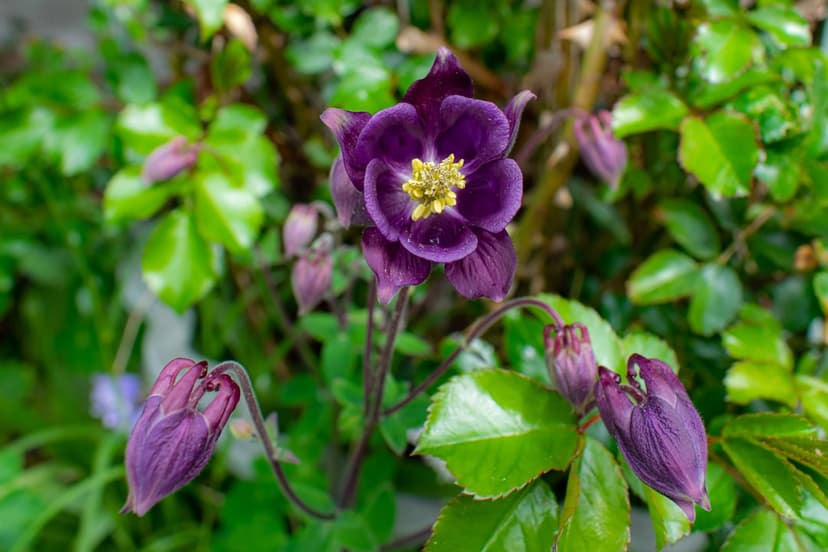 Purple columbine flower with yellow stamen surrounded by green leaves and buds in a soft garden light.