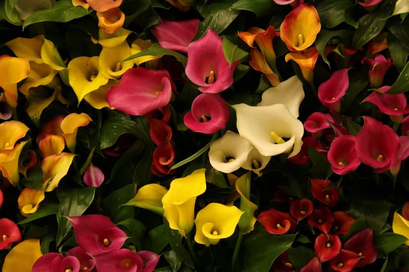Calla lilies in pink, red, and yellow bloom amidst glossy green leaves in a dense vertical floral arrangement.