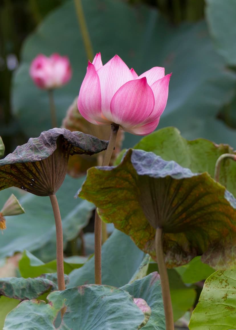 Pink lotus flower blooming amidst textured green lily pads with a soft-focus aquatic background in a pond.