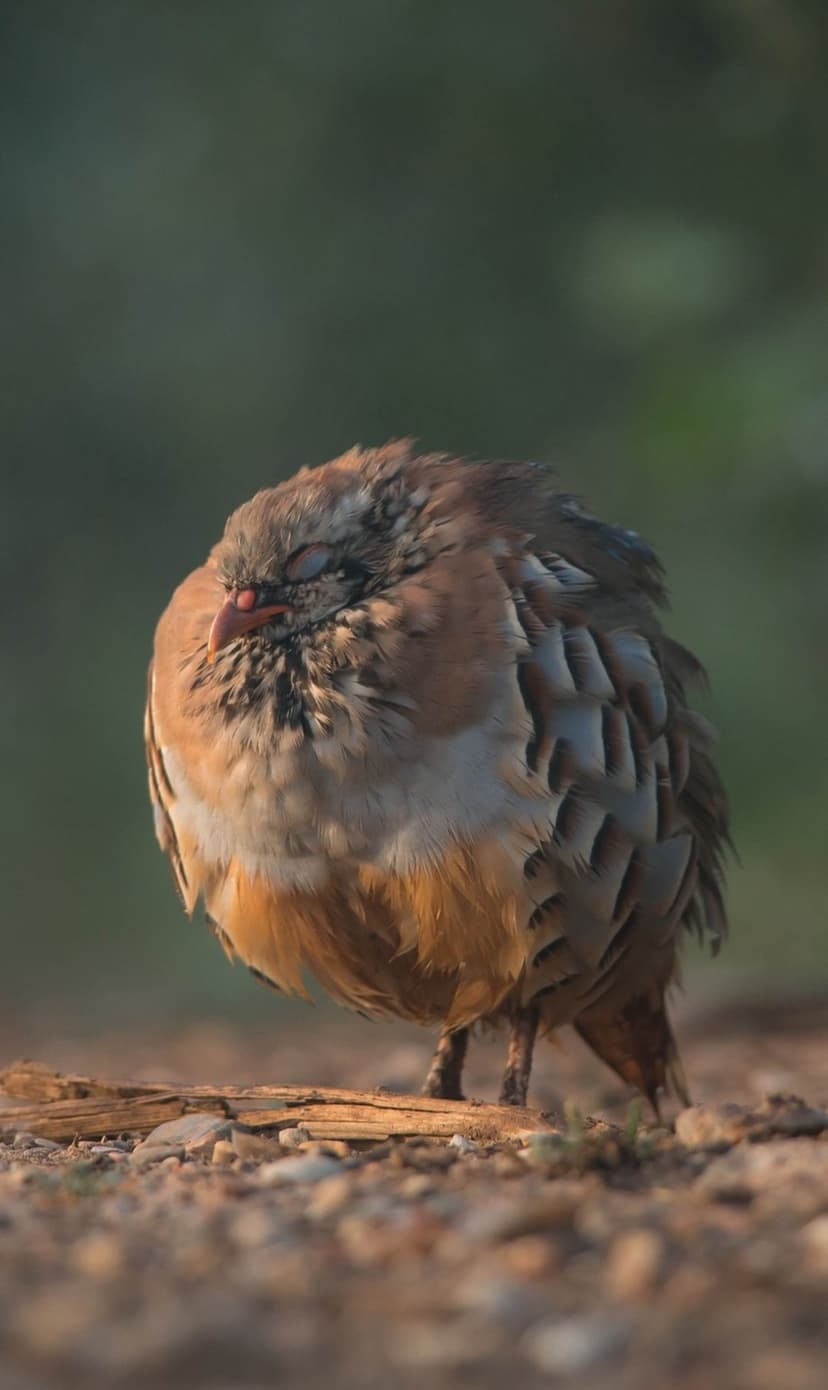 Red-legged partridge sleeping on pebbles with closed eyes, showing detailed rust and cream feathers in soft light.