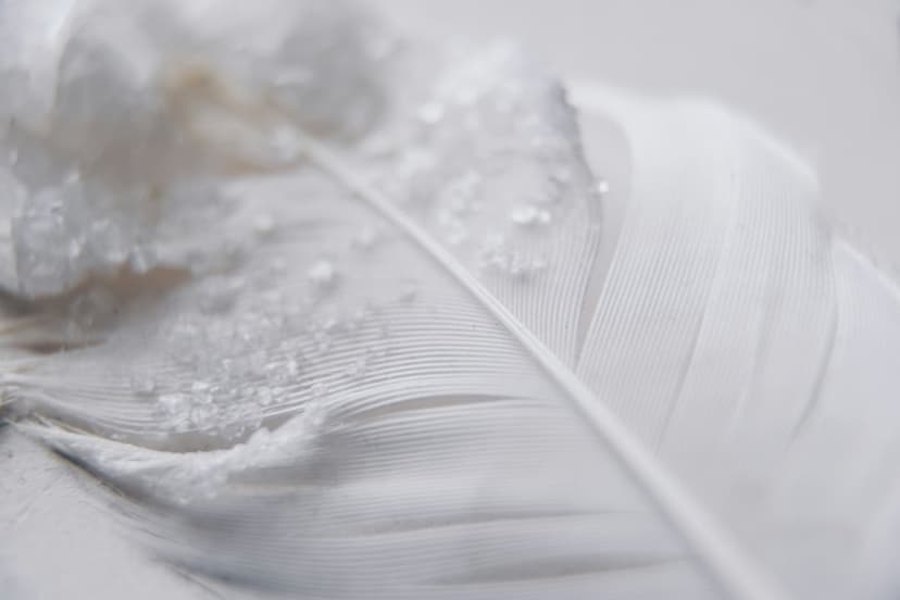White feather barbs hold tiny sparkling water droplets with a soft blurred background in a close-up macro view.