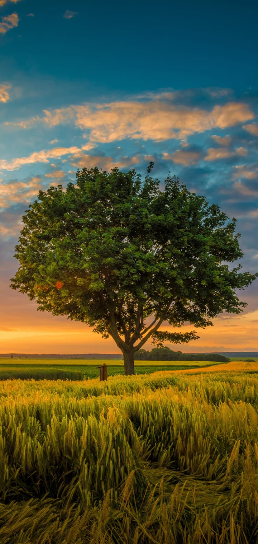 Lush green tree stands alone in a golden wheat field under a vibrant sunset sky with orange and blue clouds.